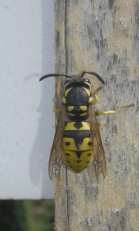 Vespula germanica (Vespidae)? S.